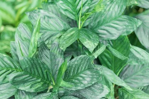 Green Foliage with Vein Patterns Stock Photos