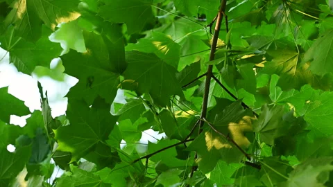 Green foliage view from below Stock Footage 310559670