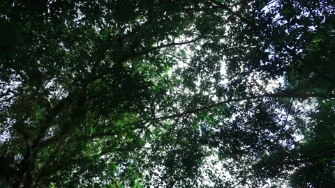 Green foliage with white cloud blue sky through rain forest Stock Footage 157252890