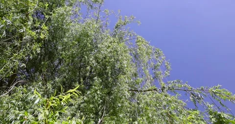 Green foliage on a willow tree in spring, a willow tree in sunny weather against Stock Footage 262607749