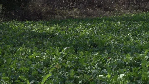 A green food plot Video stock 88452102