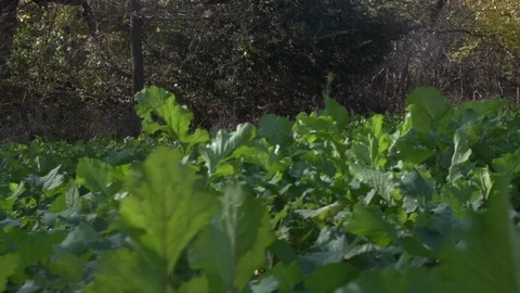A green food plot Stock Footage 88452108