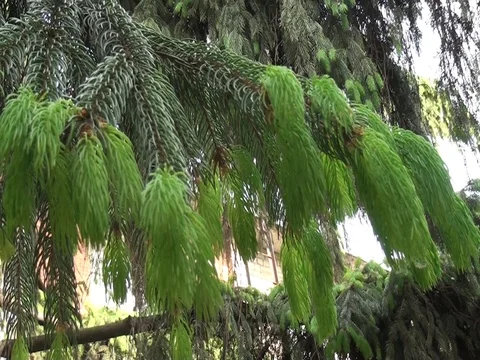 Green foot spruce. Stock Footage 70867566