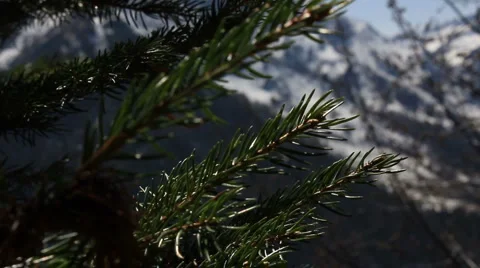 Green Vidéo 5141714