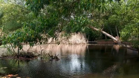 Green Stock Footage 89720679