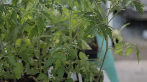 Green 動画素材 105420545