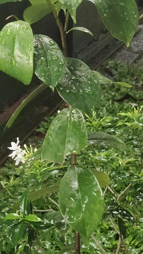 Green Stock Footage 207089872