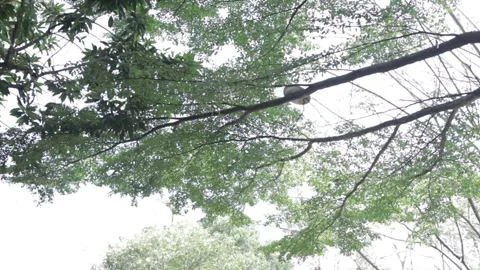 Green Stock Footage 235785838