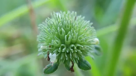 THE GREEN Stock Footage 282285788