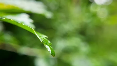 Green Stock Footage 327084135