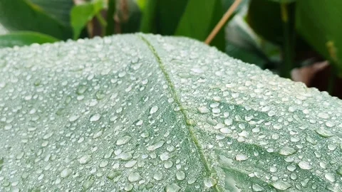 Green Stock Footage 333701283