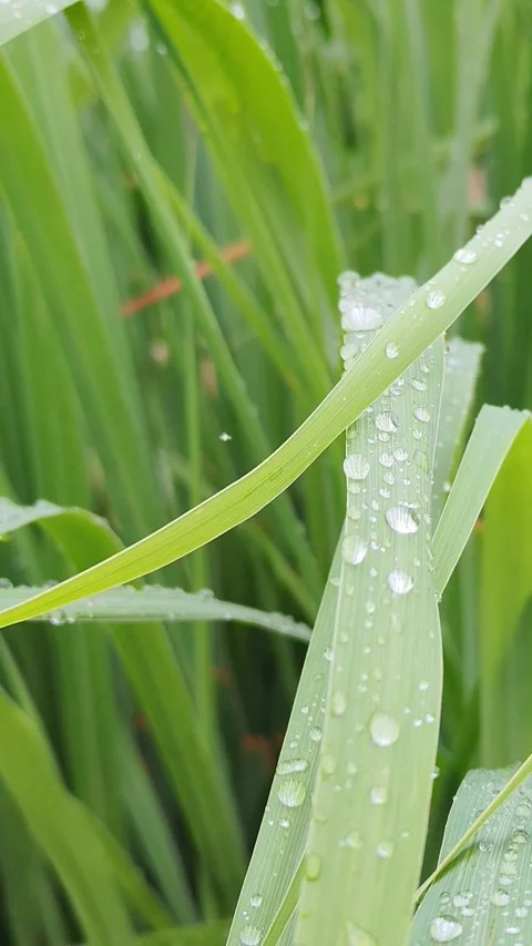 Green Stock Footage 338243176