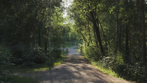 Green Footpath in Forest at Summer, Dolly Smooth Gimbal Walk 動画素材 219462959