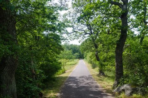 Green footpath through a deciduous forest in summer season Stock Photos