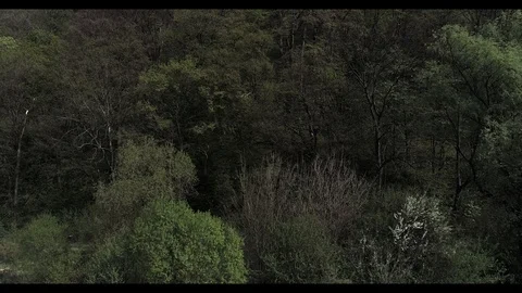 Green forest in 4K. Stock Footage 106209836