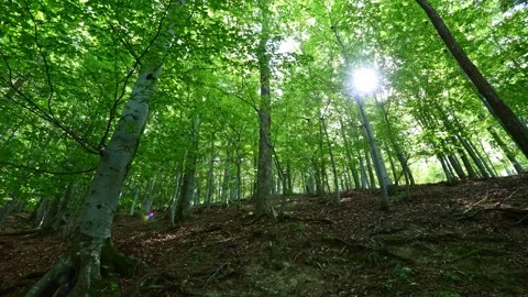 Green forest 4K projection,low angle shot Stock Footage 249534900