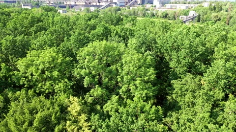 Green forest from above Stock Footage 135110836
