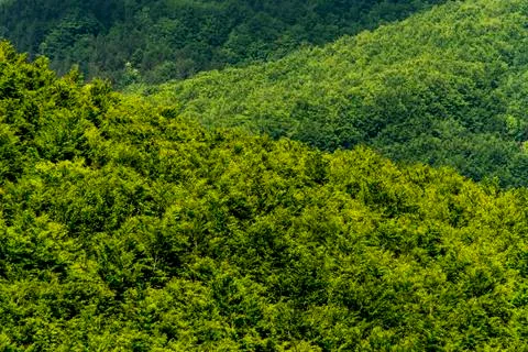 Green forest (abstract background) Stock Photos