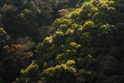 Green forest abstract 库存照片