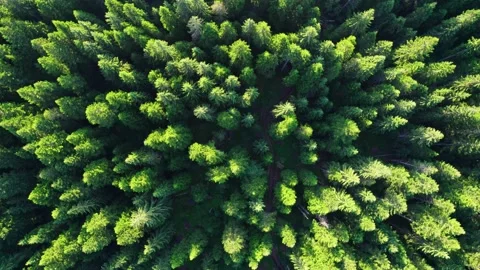 Green forest aerial top down view background. Flying over the treetops in the Stock Footage 157474439