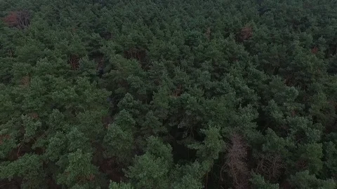 Green forest aerial top view Stock Footage 75617558
