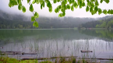 Green forest after rain. Beautiful landscape mountain lake in the forest Video stock 150592953