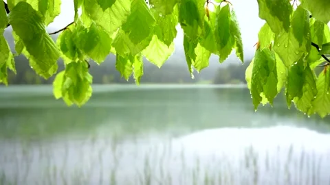 Green forest after rain. Beautiful landscape mountain lake in the forest Stock Footage 150593003