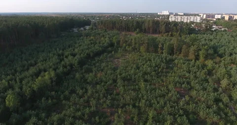 Green forest from air Stock Footage 197133892