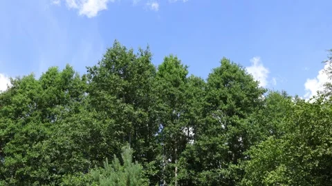 Green forest and blue sky one summer day in Sweden. Stock Footage 315247016