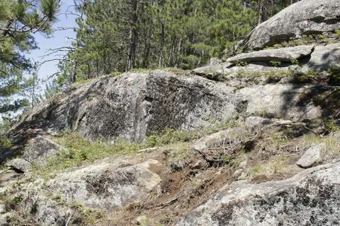 The green forest and bumpy rocks under a clear sky in Algonquin provincial pa Foto stock