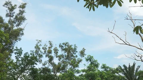 Green forest and a cloudy blue sky. 4K Resolution Stock-Footage 90748537