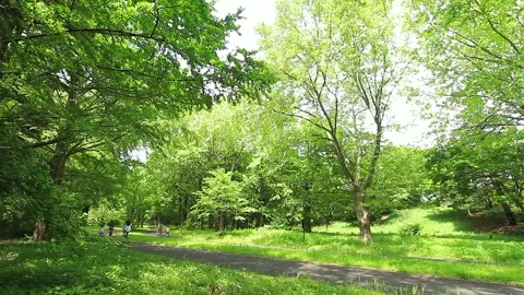 The Green Forest and the Cyclist Video stock 327568133