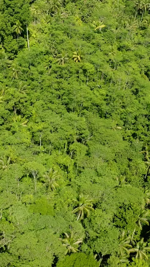 Green forest and jungle in the Philippines. Stock Footage 266800560