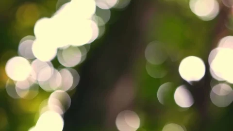 Green forest and light. Contrast bokeh. Video stock 115393986