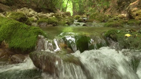  Green forest and river Stock Footage 115427408