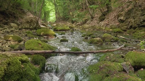  Green forest and river Vídeos de archivo 115427441