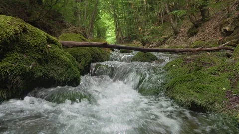  Green forest and river Vídeos de archivo 115427470