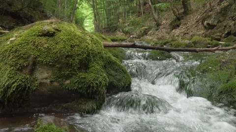  Green forest and river Vídeos de archivo 115427472