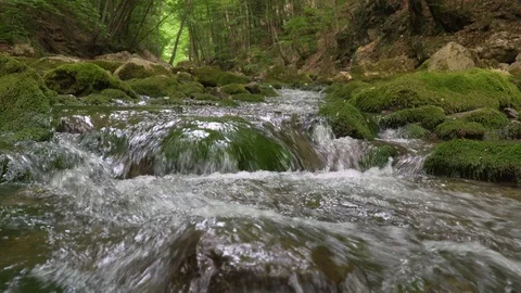  Green forest and river Vídeos de archivo 115427509