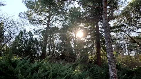 Green Forest And Trees Sun Light Nature Stock Footage 260381786