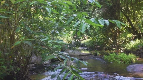 Green forest and waterfall and stones beaubiful nature Stock Footage 132096558