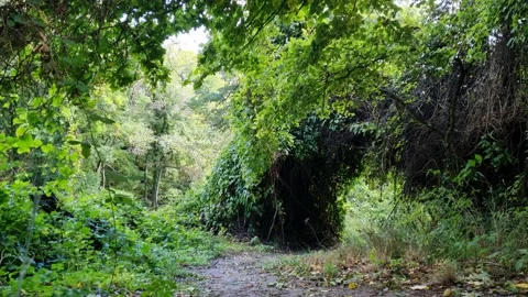 Green forest arch covered with vines and lush vegetation Video stock 319742704