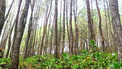 Green forest atmosphere with tall pine trees 스톡 동영상 294273707