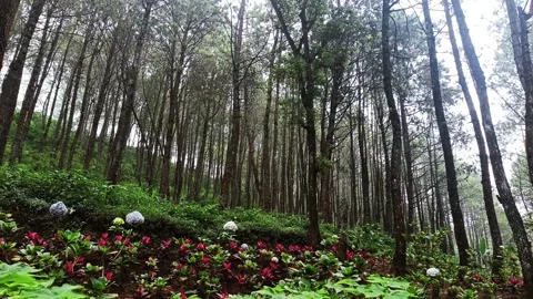 Green forest atmosphere with tall pine trees Stock Footage 294273863