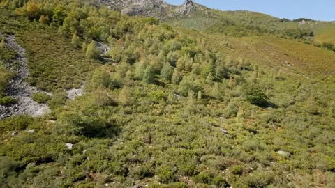 Green Forest Autumn and Fall. Healthy Environment. Stock Footage 140812258