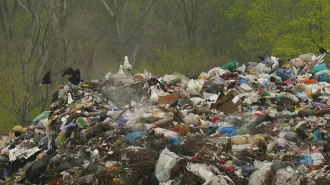 The green forest in the background emphasizes Stock Footage 321643735