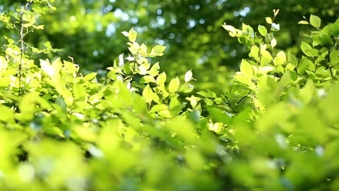 Green forest background Stock Footage 89806273