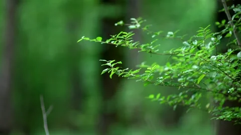 Green forest background Stock Footage 133658466