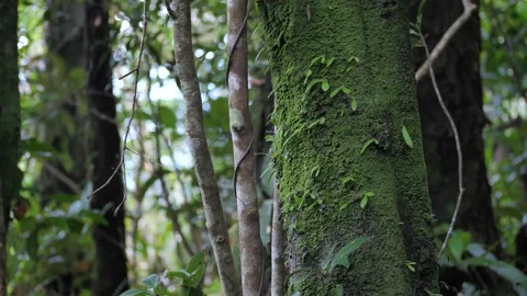 Green forest background, Stock Footage 140762969