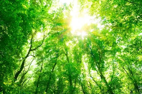 Green forest background Foto stock